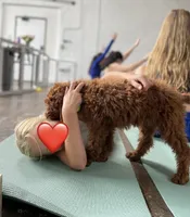 Mr Green, a male Goldendoodle for sale in Gadsden, AL – 2 of 10