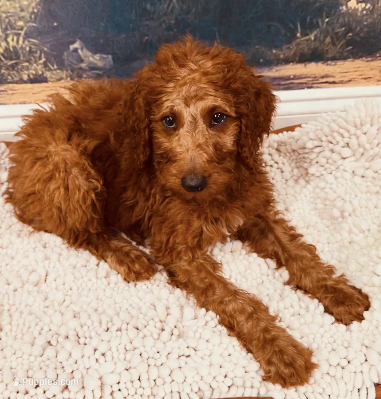 Mr Yellow – Goldendoodle puppy for sale in Gadsden, AL