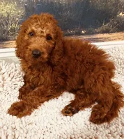 Mr Sky Blue, a male Goldendoodle for sale in Gadsden, AL – 10 of 10