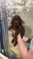 Mr Green, a female Goldendoodle for sale in Gadsden, AL – 1 of 1