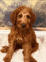 Mr Royal Blue, a male Goldendoodle for sale in Gadsden, AL – 10 of 10