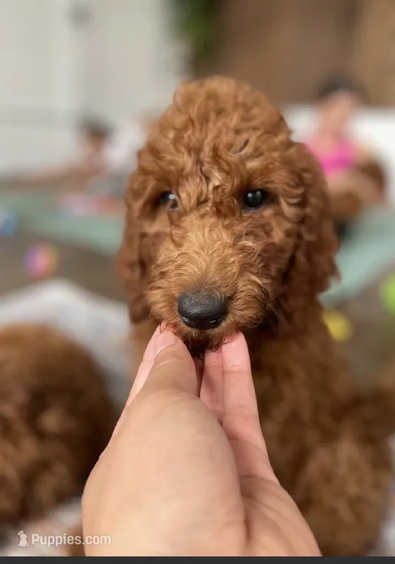 Mr Sky Blue – Goldendoodle puppy for sale in Gadsden, AL