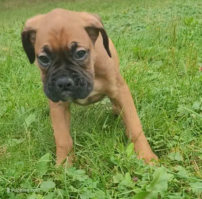 Buzz Lightyear – Boxer puppy for sale in Stratford, WI