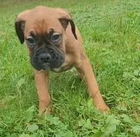 Buzz Lightyear, a male Boxer for sale in Stratford, WI – 1 of 3