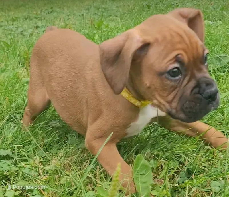 SpongeBob – Boxer puppy for sale in Stratford, WI