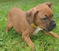 SpongeBob, a male Boxer for sale in Stratford, WI – 1 of 2
