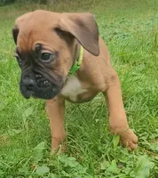 Buzz Lightyear, a male Boxer for sale in Stratford, WI – 2 of 3