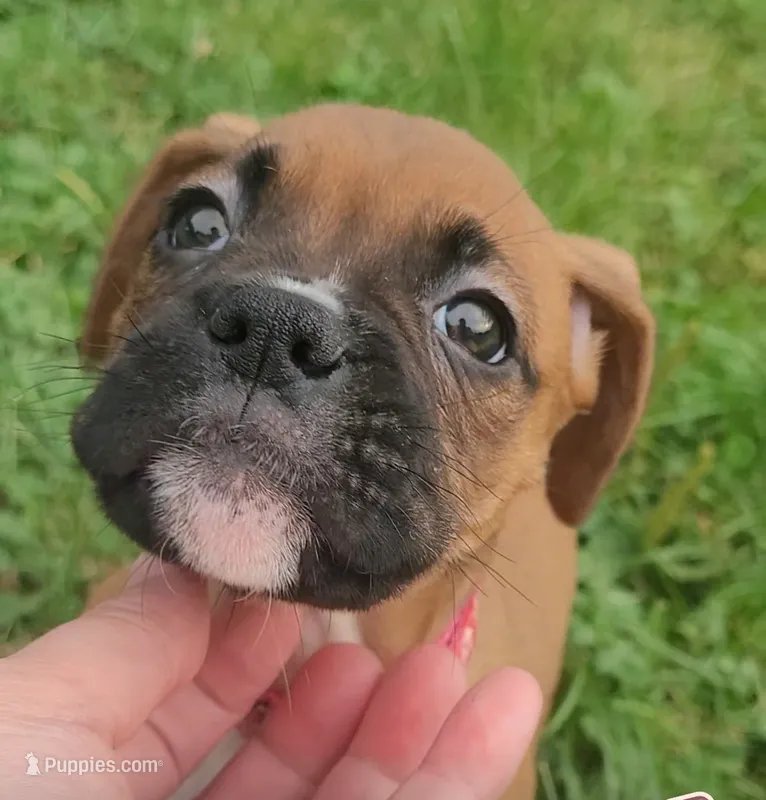 Peanut – Boxer puppy for sale in Stratford, WI
