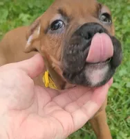 SpongeBob, a male Boxer for sale in Stratford, WI – 2 of 2