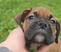 Buzz Lightyear, a male Boxer for sale in Stratford, WI – 3 of 3