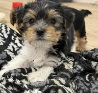 Caleb, a male Yorkshire Terrier for sale in Denver, CO – 3 of 5