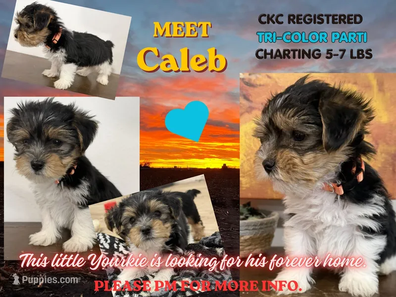 Caleb – Yorkshire Terrier puppy for sale in Denver, CO