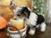Oliver, a male Yorkshire Terrier for sale in Denver, CO – 2 of 5