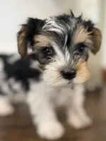 Otis, a male Yorkshire Terrier for sale in Denver, CO – 2 of 5