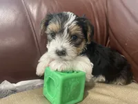 Max - CKC Registered, a male Yorkshire Terrier for sale in Denver, CO – 4 of 9