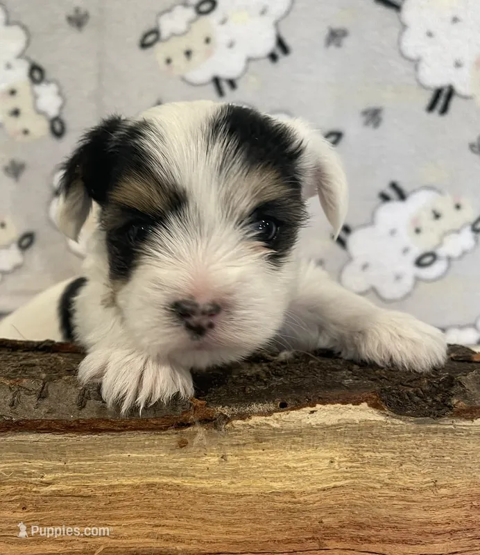 Cooper – Yorkshire Terrier puppy for sale in Atlanta, GA