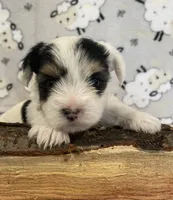 Cooper, a male Yorkshire Terrier for sale in Atlanta, GA – 1 of 10