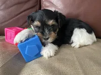Duke, a male Yorkshire Terrier for sale in Atlanta, GA – 5 of 10