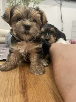 Charlie -  CKC Registered, a male Yorkshire Terrier for sale in Denver, CO – 3 of 10