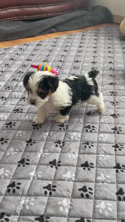 Bear - CKC Registered, a male Yorkshire Terrier for sale in Denver, CO – 8 of 10