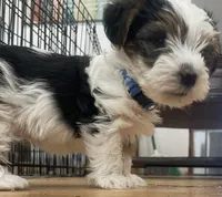Oliver, a male Yorkshire Terrier for sale in Denver, CO – 5 of 5