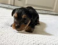Green, a male Yorkshire Terrier for sale in Atlanta, GA – Photo 2 of 3