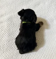 Green, a male Yorkshire Terrier for sale in Atlanta, GA – Photo 3 of 3