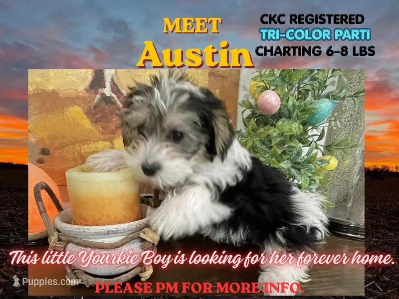 Austin – Yorkshire Terrier puppy for sale in Denver, CO
