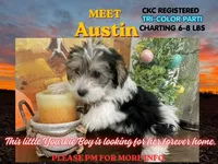 Austin, a male Yorkshire Terrier for sale in Denver, CO – 1 of 6