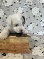 Ellie, a female Yorkshire Terrier for sale in Atlanta, GA – 2 of 10