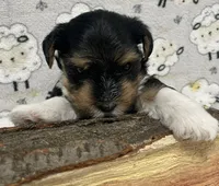 Duke, a male Yorkshire Terrier for sale in Atlanta, GA – 2 of 10