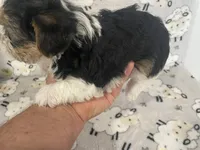 Max - CKC Registered, a male Yorkshire Terrier for sale in Denver, CO – 9 of 9