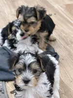 Levi, a male Yorkshire Terrier for sale in Denver, CO – 6 of 6