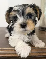 Otis, a male Yorkshire Terrier for sale in Denver, CO – 5 of 5