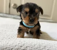 Blue, a male Yorkshire Terrier for sale in Atlanta, GA – Photo 1 of 3