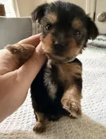 Blue, a male Yorkshire Terrier for sale in Atlanta, GA – Photo 2 of 3