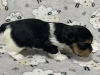 Duke, a male Yorkshire Terrier for sale in Atlanta, GA – 3 of 10