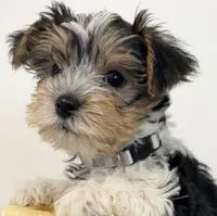 Levi, a male Yorkshire Terrier for sale in Denver, CO – 4 of 6
