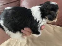 Diesel - CKC Registered, a male Yorkshire Terrier for sale in Denver, CO – 9 of 10