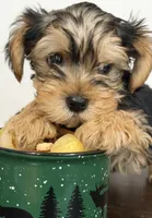Ollie, a male Yorkshire Terrier for sale in Denver, CO – 4 of 5