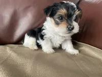 Diesel - CKC Registered, a male Yorkshire Terrier for sale in Denver, CO – 4 of 10