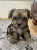Charlie -  CKC Registered, a male Yorkshire Terrier for sale in Denver, CO – 2 of 10