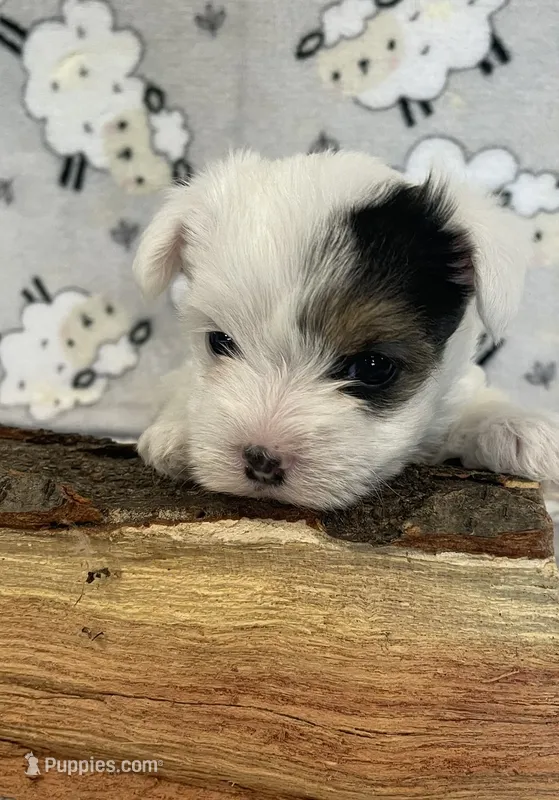 Ellie – Yorkshire Terrier puppy for sale in Atlanta, GA