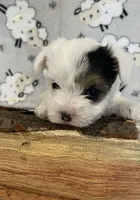 Ellie, a female Yorkshire Terrier for sale in Atlanta, GA – 1 of 10