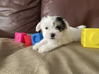 Ellie, a female Yorkshire Terrier for sale in Atlanta, GA – 6 of 10