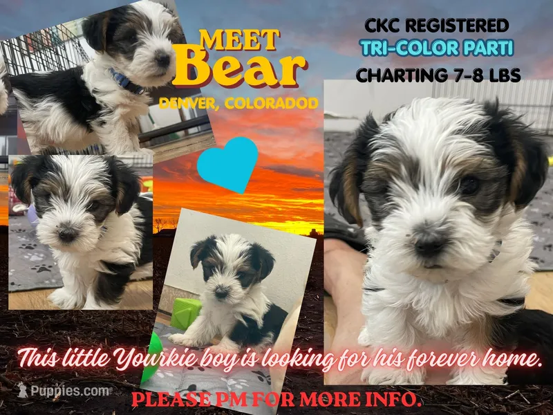 Bear - CKC Registered – Yorkshire Terrier puppy for sale in Denver, CO