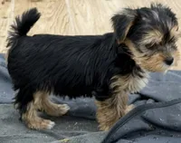 Ella, a female Yorkshire Terrier for sale in Denver, CO – 3 of 5
