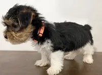Caleb, a male Yorkshire Terrier for sale in Denver, CO – 4 of 5