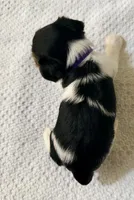 Purple, a female Yorkshire Terrier for sale in Atlanta, GA – Photo 5 of 5