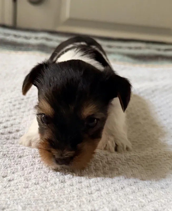 Purple – Yorkshire Terrier puppy for sale in Atlanta, GA